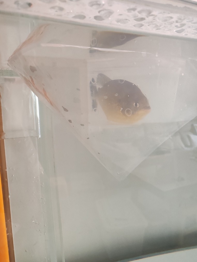 單養(yǎng)胭脂水虎 單養(yǎng)胭脂水虎 龍魚論壇 第3張