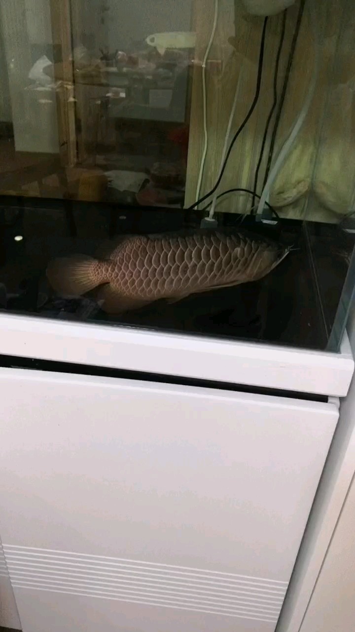 求救！
