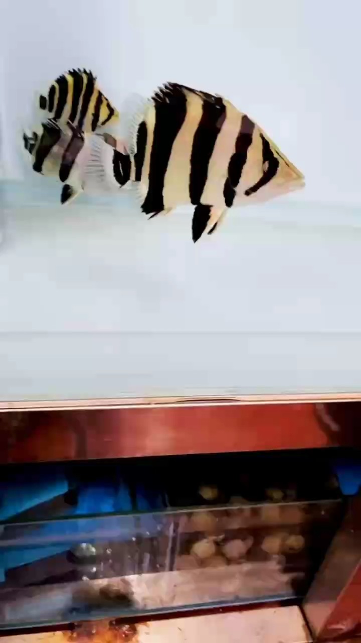 早呀呀～
