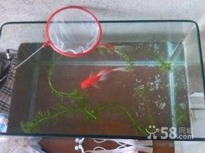 24厘米的魚缸：24cm的魚缸適合養(yǎng)哪些魚？