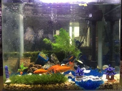 24厘米的魚缸：24cm的魚缸適合養(yǎng)哪些魚？