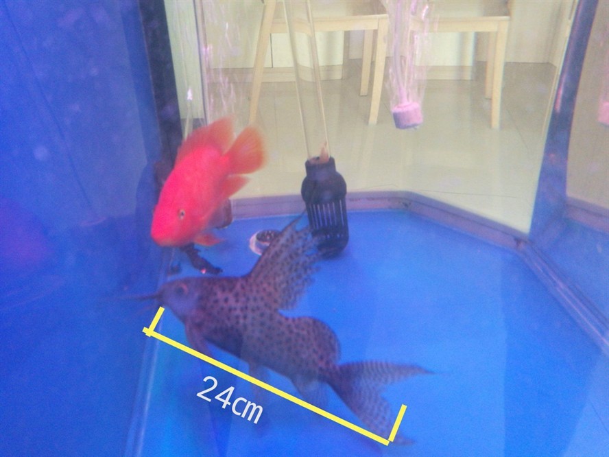 24厘米的魚缸：24cm的魚缸適合養(yǎng)哪些魚？