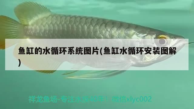 龍魚缸每小時(shí)循環(huán)幾次vs祥龍魚場：祥龍魚場魚缸水循環(huán)系統(tǒng)