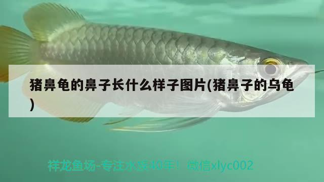 豬鼻龜的鼻子長什么樣子圖片(豬鼻子的烏龜)
