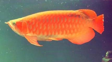 金龍銀龍紅龍魚這三種魚可以混養(yǎng)嗎：金龍魚、銀龍魚和紅龍魚可以混養(yǎng)嗎？