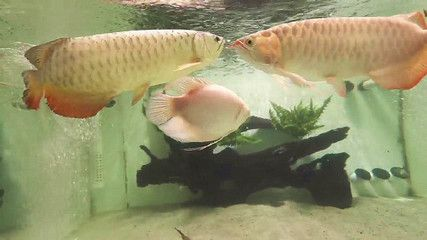 金龍銀龍紅龍魚這三種魚可以混養(yǎng)嗎：金龍魚、銀龍魚和紅龍魚可以混養(yǎng)嗎？