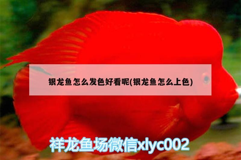銀龍魚怎么發色好看呢(銀龍魚怎么上色)