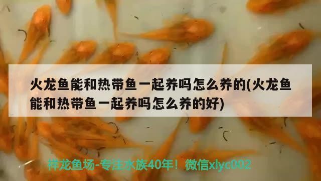 火龍魚能和熱帶魚一起養嗎怎么養的(火龍魚能和熱帶魚一起養嗎怎么養的好)