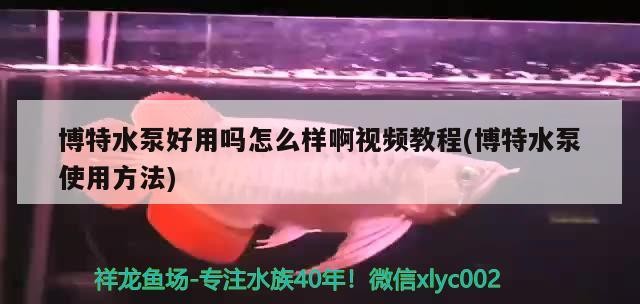 博特水泵好用嗎怎么樣啊視頻教程(博特水泵使用方法) 博特水泵好用嗎怎么樣啊視頻教程(博特水泵使用方法) 博特水族