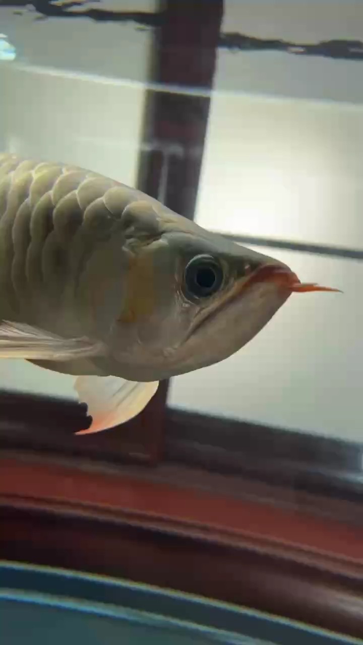 紅龍魚，帝王紅雪蓮40公分