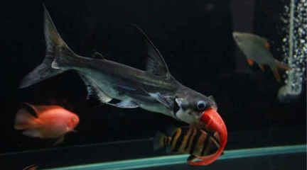diy底濾魚缸制作：diy底濾魚缸制作關鍵步驟和注意事項和注意事項