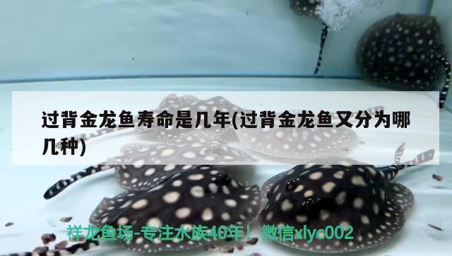 過背金龍魚壽命是幾年(過背金龍魚又分為哪幾種)