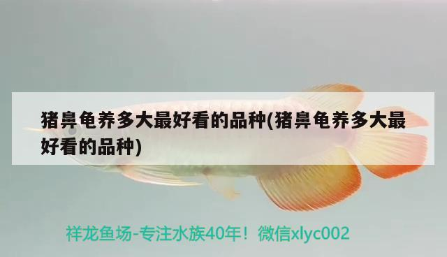 豬鼻龜養(yǎng)多大最好看的品種(豬鼻龜養(yǎng)多大最好看的品種)