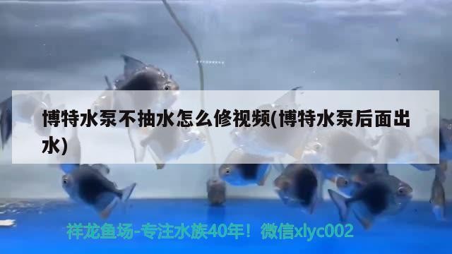 博特水泵不抽水怎么修視頻(博特水泵后面出水)