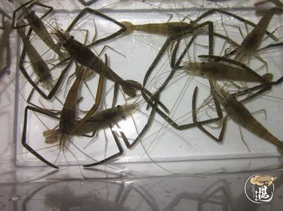 龍魚不吃河蝦