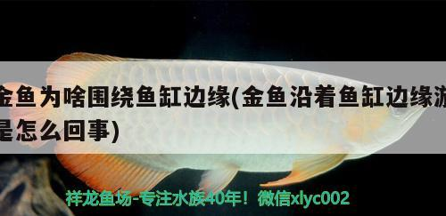 魚缸用增氧泵價格是多少:魚缸增氧機-xtrac增氧機-xtrac增氧機 金魚為啥圍繞魚缸邊緣(金魚沿著魚缸邊緣游是怎么回事) 金龍魚百科 金魚為啥圍繞魚缸邊緣(金魚沿著魚缸邊緣游是怎么回事) 金魚為啥圍繞魚缸邊緣(金魚沿著魚缸邊緣游是怎么回事) 金龍魚百科