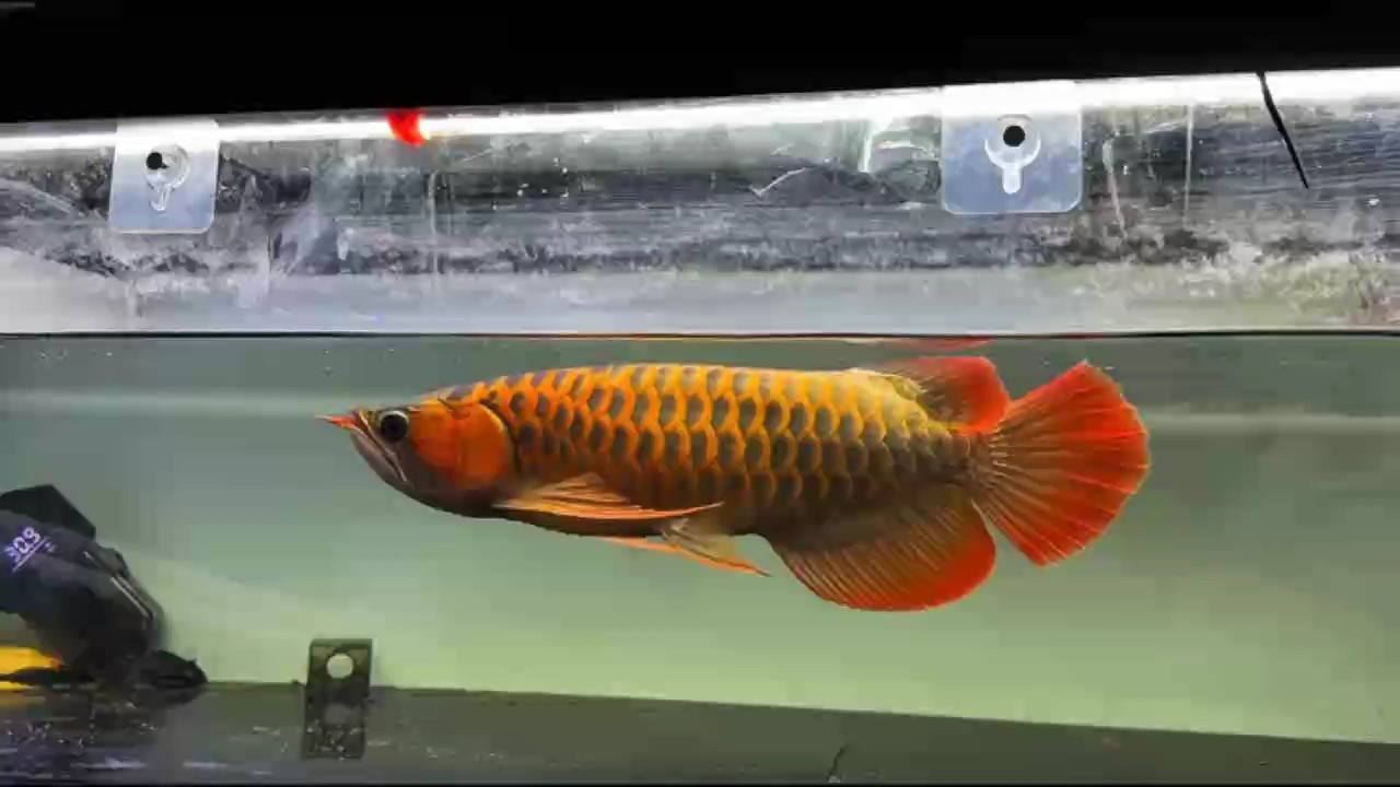 一年3個月小紅龍 第11月更新