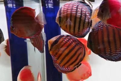 80厘米魚缸16條神仙魚：80厘米魚缸養16條神仙魚的養殖技巧神仙魚的繁殖技巧