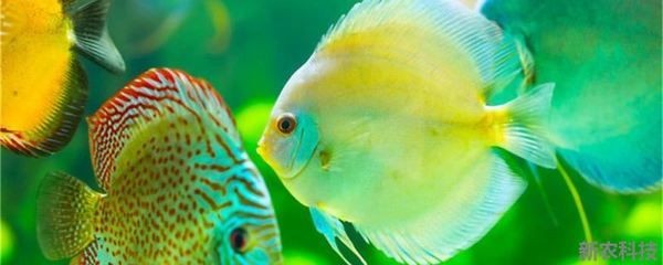 80厘米魚缸16條神仙魚：80厘米魚缸養16條神仙魚的養殖技巧神仙魚的繁殖技巧