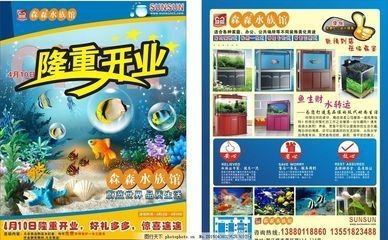 我的虎魚真菌感染了要怎么處理 森森水族標志 森森魚缸 森森水族標志 森森水族標志 森森魚缸