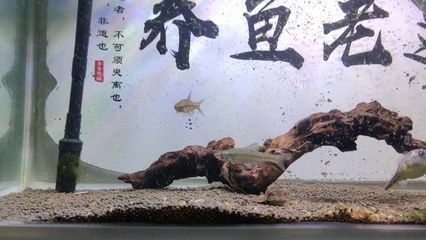 龍魚爛尾巴恢復要多久vs祥龍魚場:龍魚尾巴爛了恢復需要的時間因個體而異 vs祥龍魚場 第5張 龍魚爛尾巴恢復要多久vs祥龍魚場:龍魚尾巴爛了恢復需要的時間因個體而異 龍魚爛尾巴恢復要多久vs祥龍魚場:龍魚尾巴爛了恢復需要的時間因個體而異 vs祥龍魚場 第5張