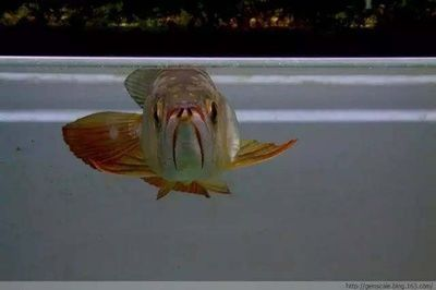 龍魚側翻怎么辦