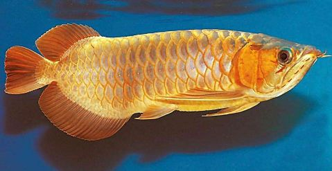 龍魚鱗片翹起來一塊vs祥龍魚場：祥龍魚場的評價如何 龍魚鱗片翹起來一塊vs祥龍魚場：祥龍魚場的評價如何 vs祥龍魚場 第1張