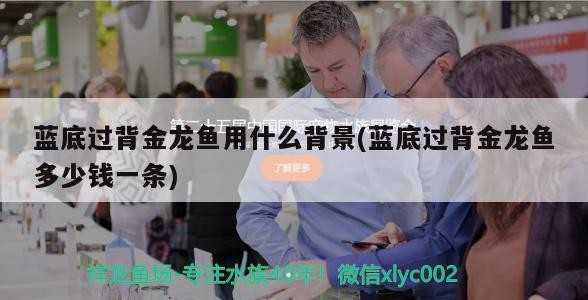藍底過背金龍魚用什么背景(藍底過背金龍魚多少錢一條)
