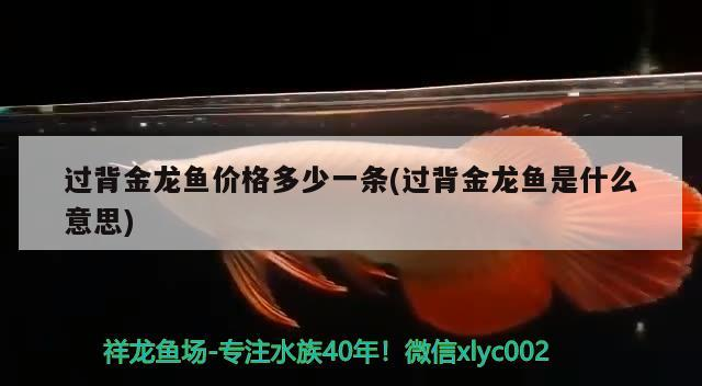 過背金龍魚價格多少一條(過背金龍魚是什么意思) 過背金龍魚價格多少一條(過背金龍魚是什么意思) 金龍魚百科