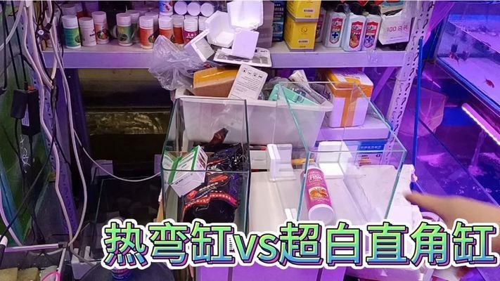 什么龍魚好看又不貴
