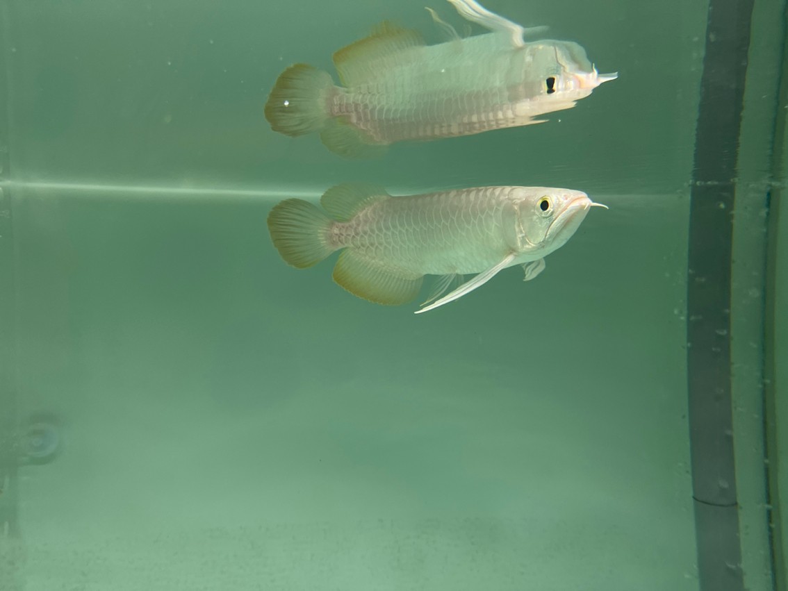 入缸照 入缸照 龍魚論壇 第1張