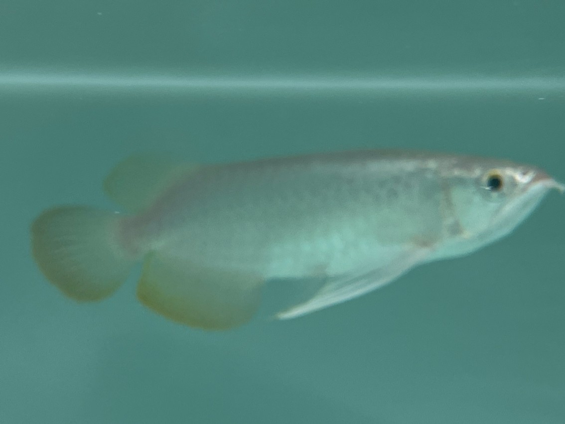 入缸照 入缸照 龍魚論壇 第3張