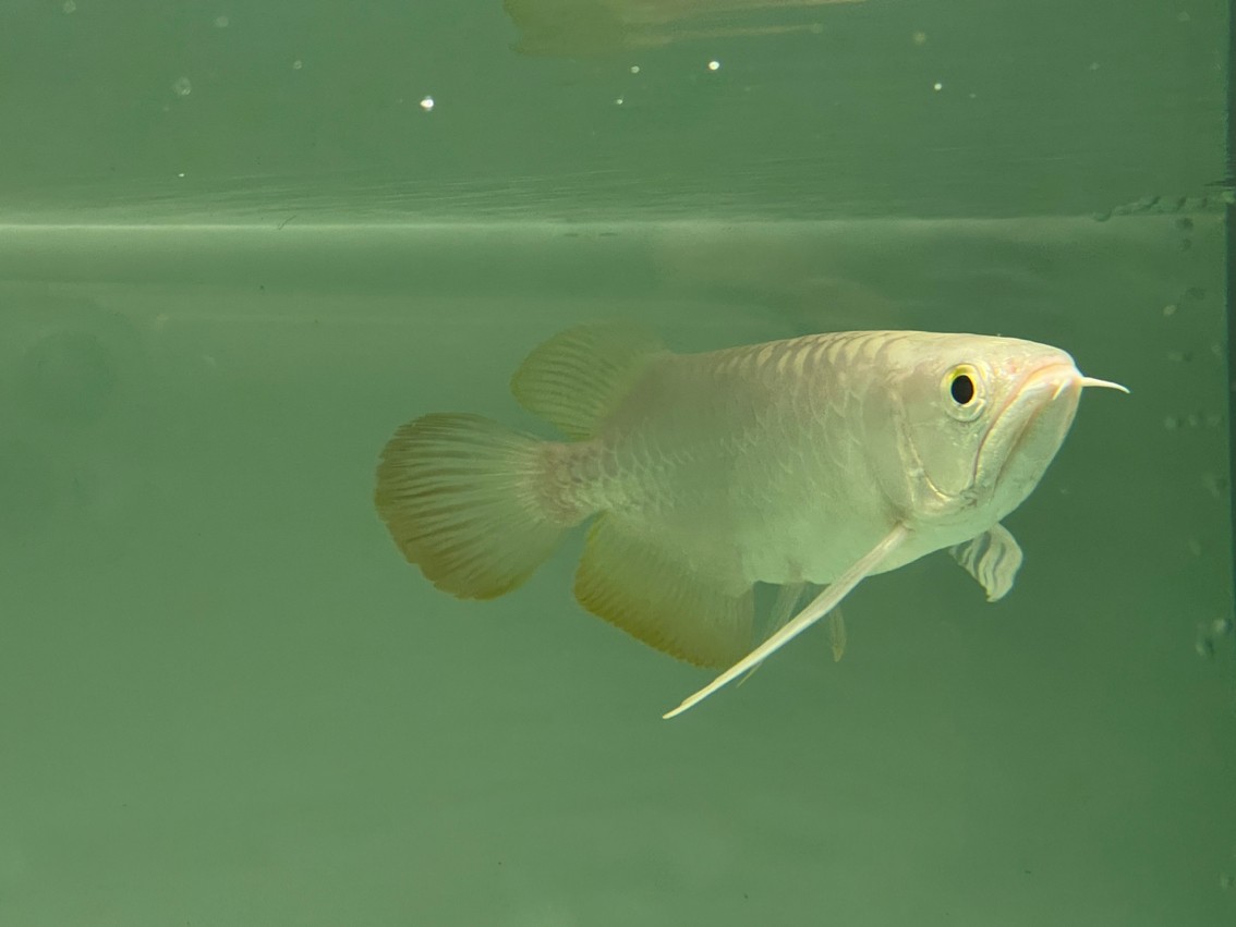 入缸照 入缸照 龍魚論壇 第4張