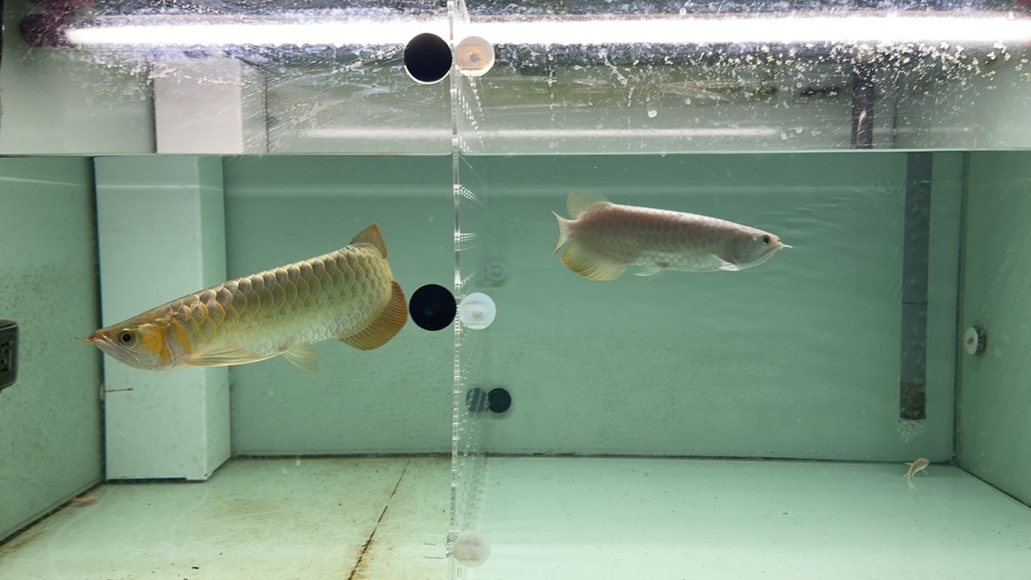 入缸照 入缸照 龍魚論壇 第5張