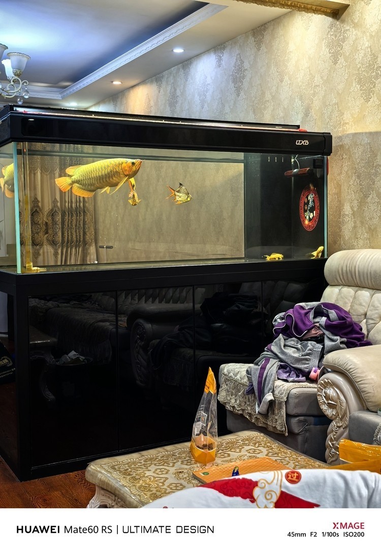 德國大戰車 龍魚論壇 第1張 德國大戰車 德國大戰車 龍魚論壇 第1張