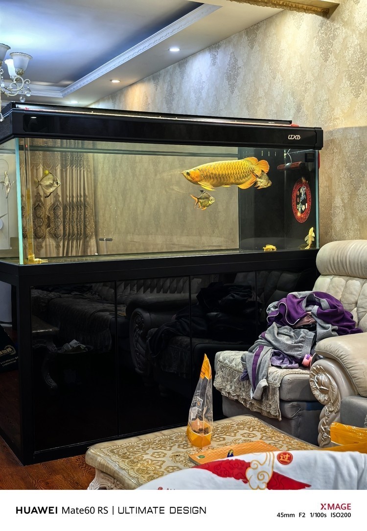 德國大戰車 龍魚論壇 第2張 德國大戰車 德國大戰車 龍魚論壇 第2張
