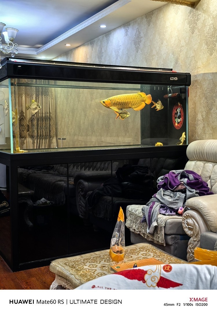 德國大戰車 龍魚論壇 第3張 德國大戰車 德國大戰車 龍魚論壇 第3張
