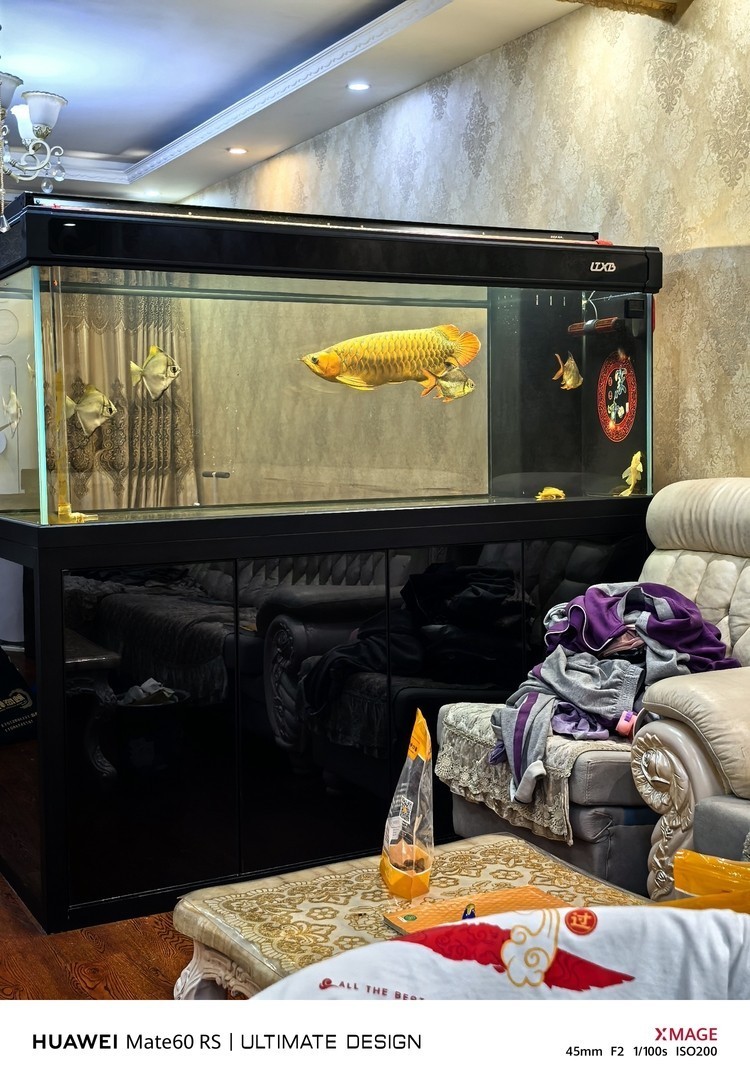 德國大戰車 龍魚論壇 第4張 德國大戰車 德國大戰車 龍魚論壇 第4張