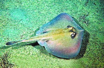 龍魚被魟魚毒刺扎了會死嗎