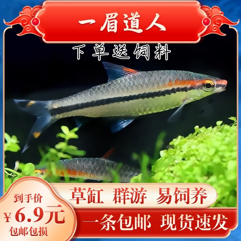 黑尾大勾不能亂養(yǎng)的原因：黑尾大勾好不好養(yǎng)