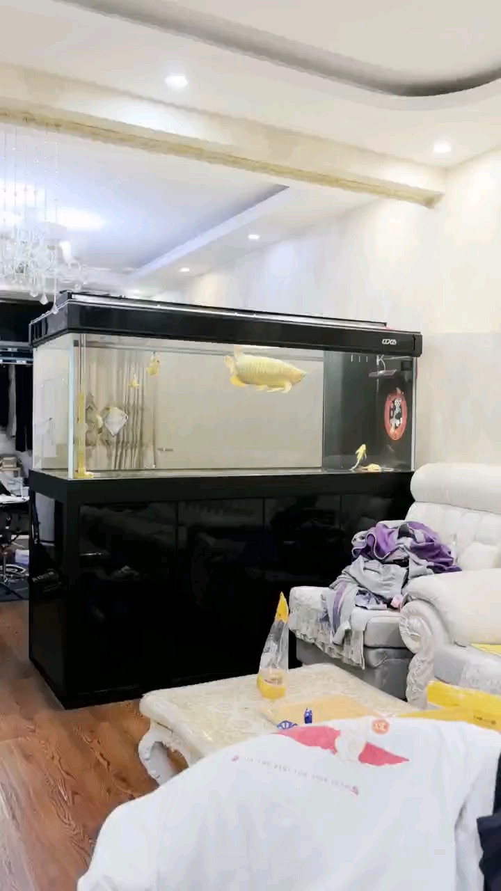 成了大戰車了 成了大戰車了 龍魚論壇