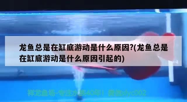 龍魚立麟什么樣子vs祥龍魚場：祥龍魚場龍魚立鱗與普通區別祥龍魚場評價如何龍魚立鱗與普通區別