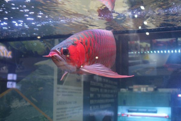 紅龍魚的養殖方法和技術：紅龍魚養殖方法和技術