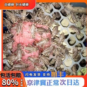 北京龍魚vs祥龍魚場(北京龍魚與祥龍魚場之間的區別) 全國水族館企業名錄 第6張 北京龍魚vs祥龍魚場(北京龍魚與祥龍魚場之間的區別) 北京龍魚vs祥龍魚場(北京龍魚與祥龍魚場之間的區別) 全國水族館企業名錄 第6張