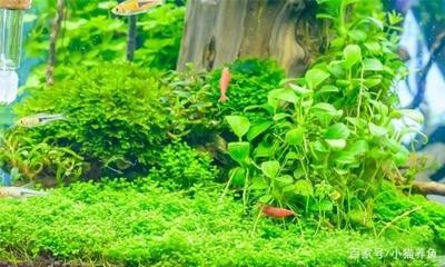 黑瑪麗魚不能隨便養：黑瑪麗魚的壽命多長