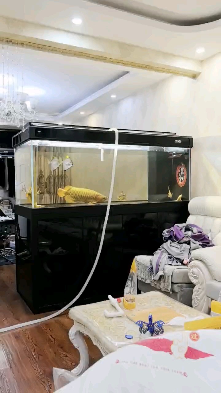 下點土霉素 下點土霉素 龍魚論壇