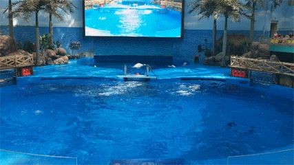 邢臺(tái)水族館vs祥龍魚場(chǎng)（邢臺(tái)水族館和祥龍魚場(chǎng)是一個(gè)大型的地標(biāo)性建筑預(yù)計(jì)將成為網(wǎng)紅打卡地）