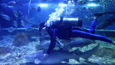 邢臺(tái)水族館vs祥龍魚場(chǎng)（邢臺(tái)水族館和祥龍魚場(chǎng)是一個(gè)大型的地標(biāo)性建筑預(yù)計(jì)將成為網(wǎng)紅打卡地）