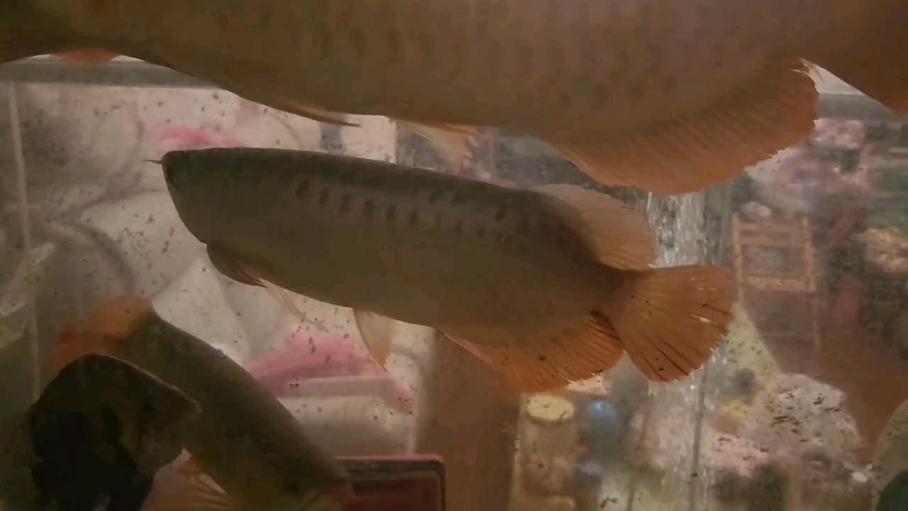 我的虎魚真菌感染了要怎么處理 到家快10個月了! 龍魚論壇 到家快10個月了! 到家快10個月了! 龍魚論壇