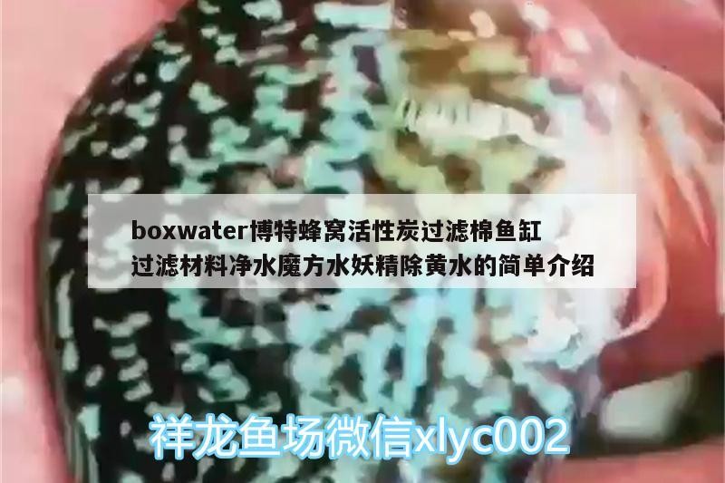 龍魚干蝦有營養(yǎng)嗎 boxwater博特蜂窩活性炭過濾棉魚缸過濾材料凈水魔方水妖精除黃水的簡單介紹 博特水族 boxwater博特蜂窩活性炭過濾棉魚缸過濾材料凈水魔方水妖精除黃水的簡單介紹 boxwater博特蜂窩活性炭過濾棉魚缸過濾材料凈水魔方水妖精除黃水的簡單介紹 博特水族